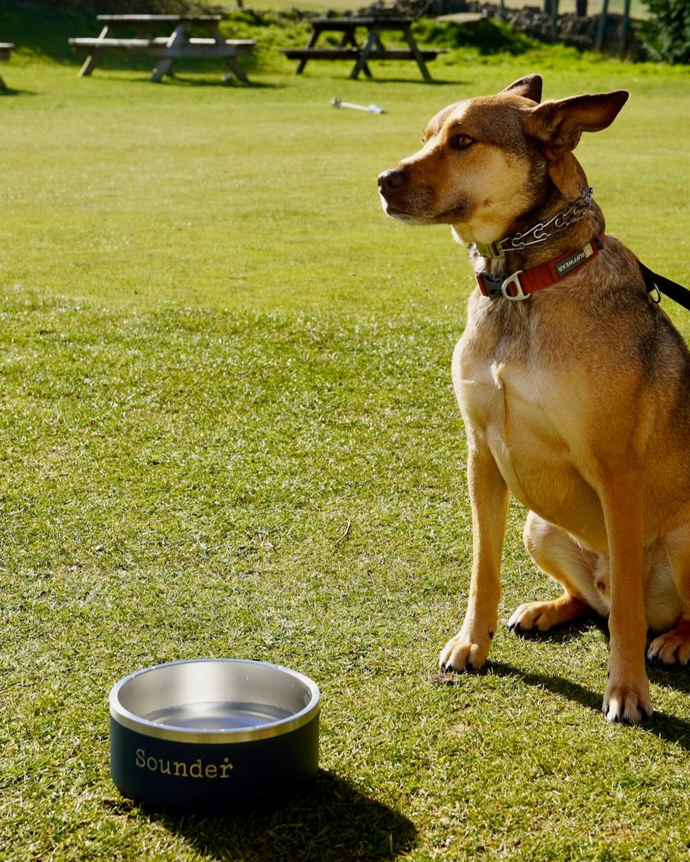 Dogs and Golf: Bring Them Along (Carefully)