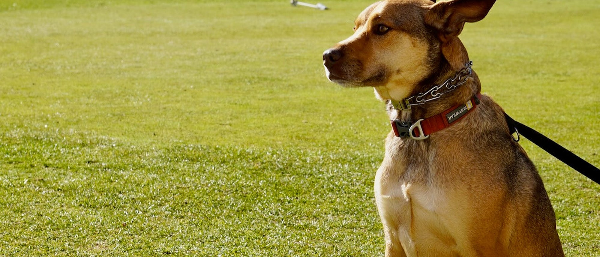 Dogs on the Golf Course: Our Take, and 29 Pieces of Golf Dog Gear