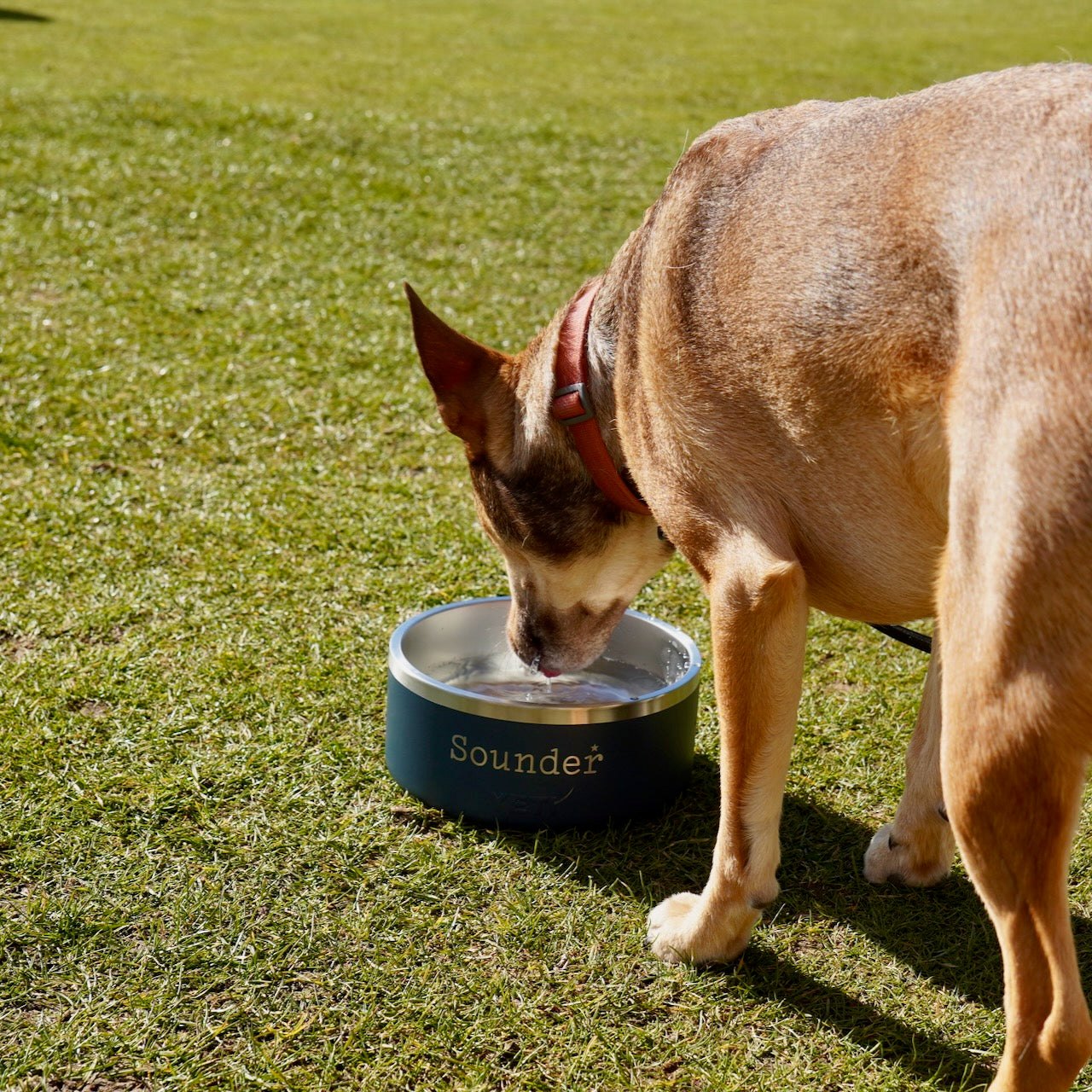 A dog drinking from a Sounder bowl on a golf course