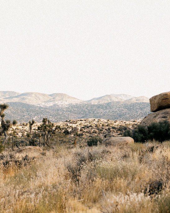 Joshua trees and boulders in the high desert under a pale sky