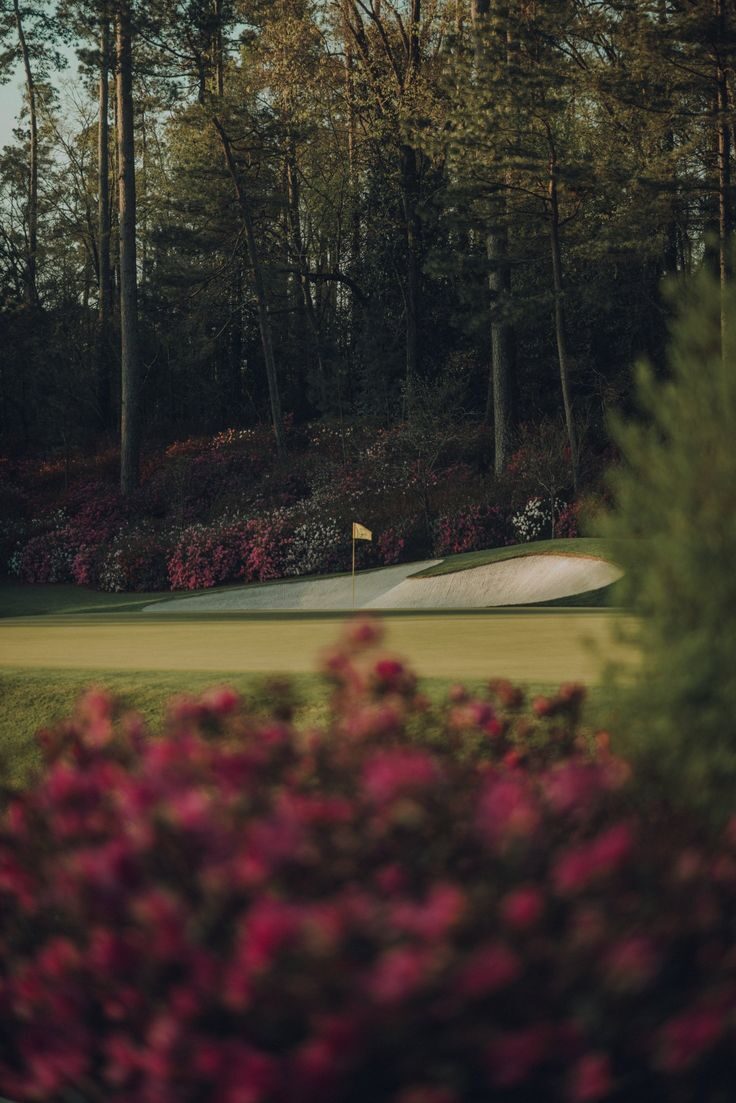 Golf hole framed by pink azalea bushes with bunker and pine trees behind
