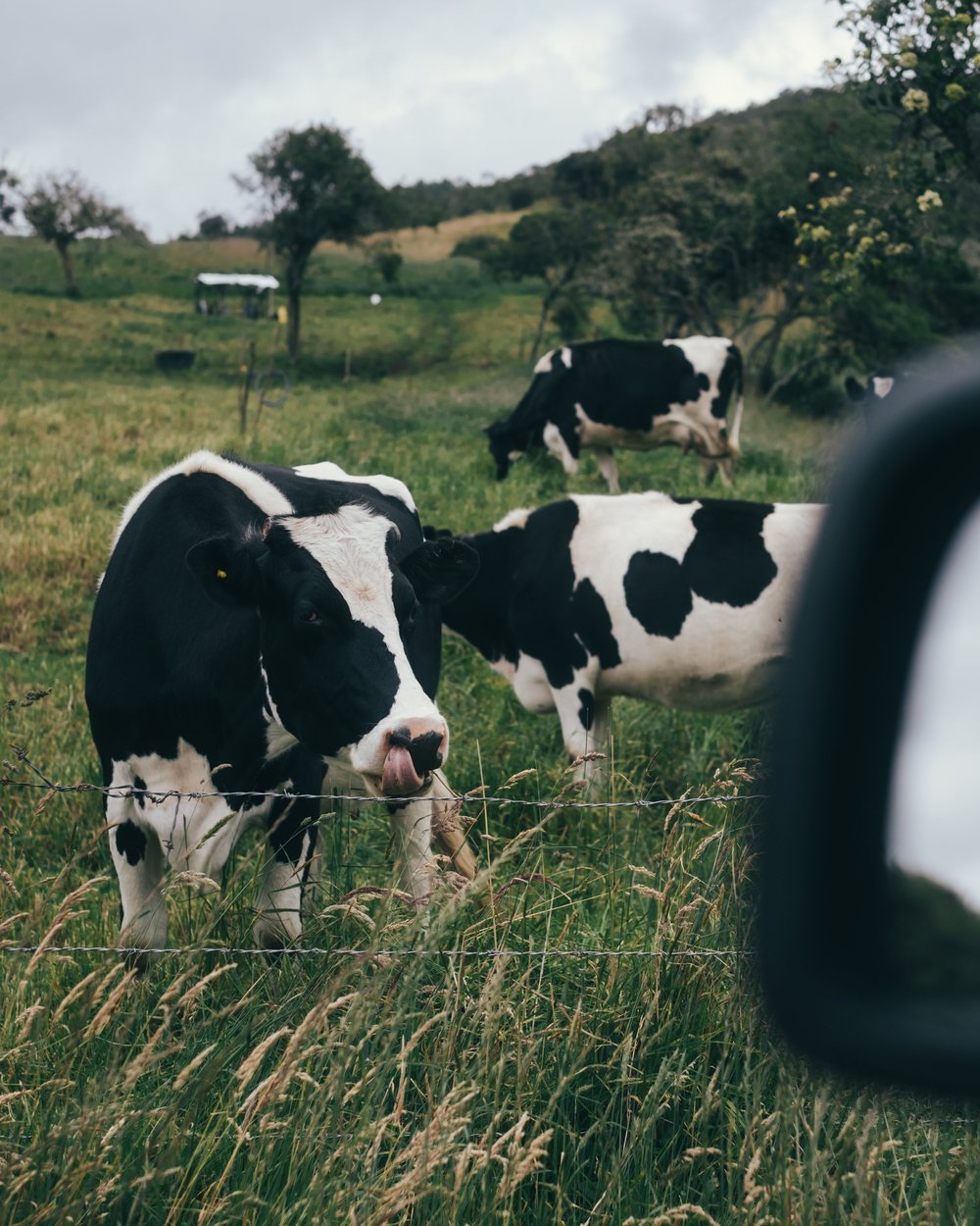 Black and white cows grazing in a green field