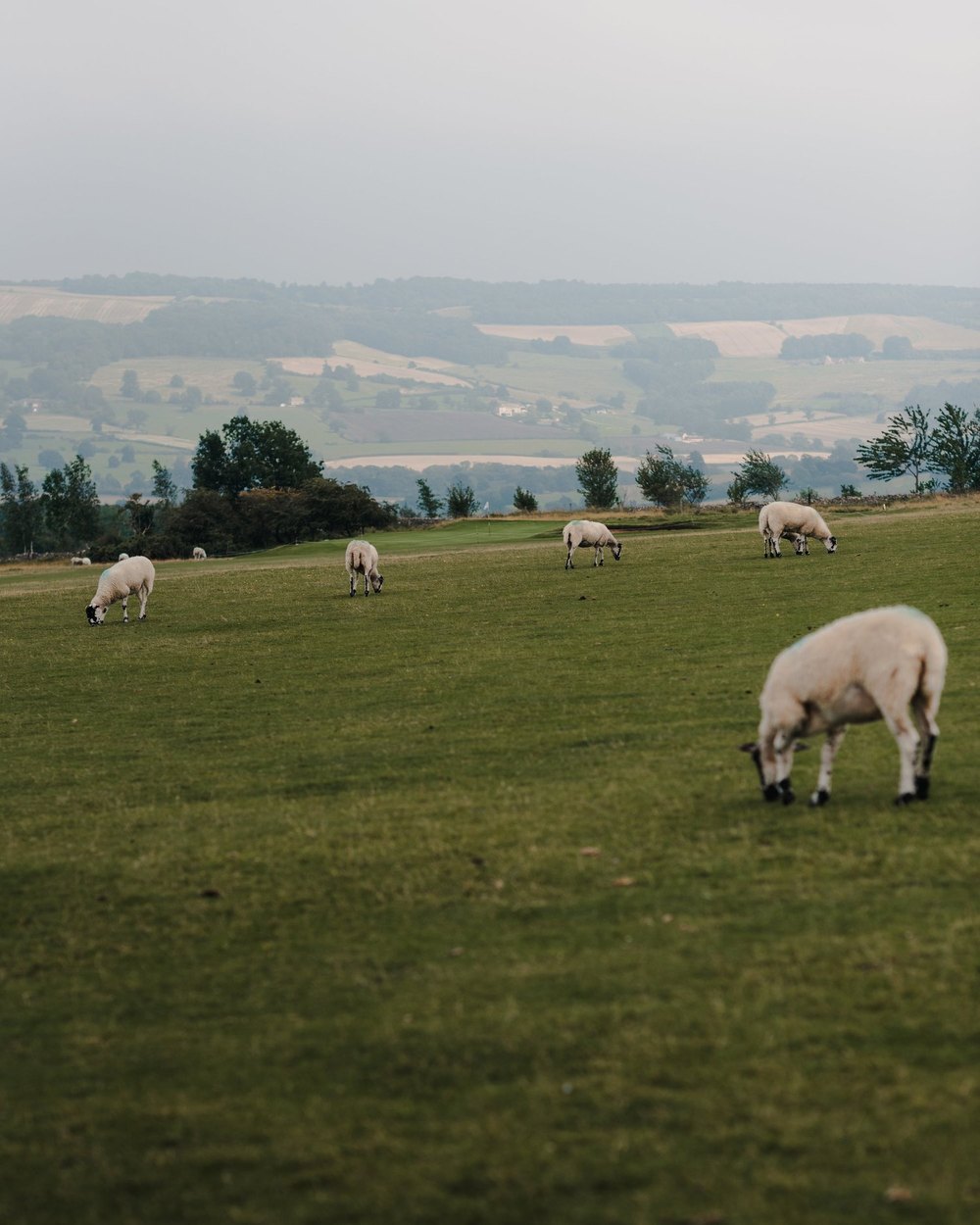 Sheep grazing on a hilltop golf course in England with a valley below