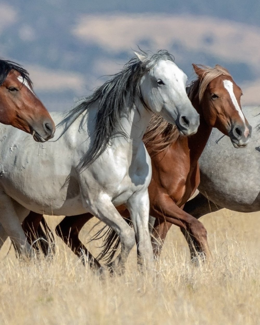 Wild horses running across dry grassland
