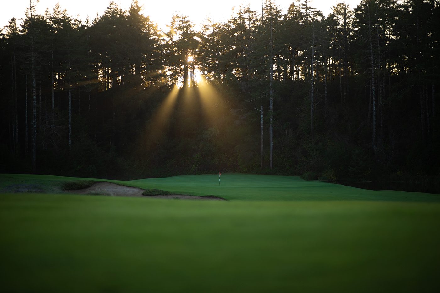 Low sun through dark forest behind a green at Bandon Trails