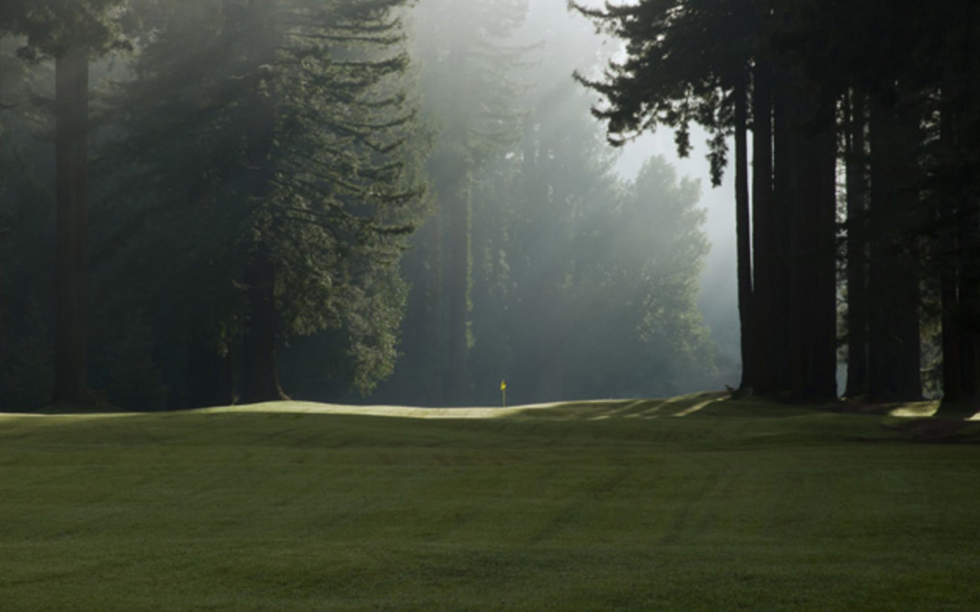 Morning mist and light shafts among tall redwood trunks at the edge of a Northwood fairway