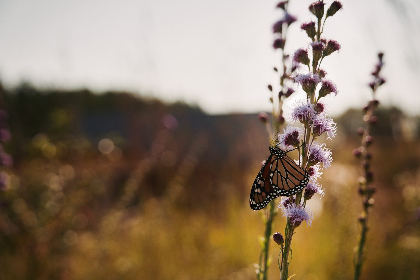 A monarch butterfly on a purple blazing-star wildflower