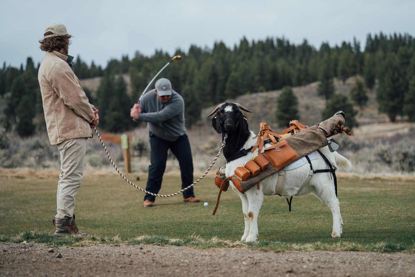 A golfer hits while a handler holds a goat carrying a leather golf bag at Silvies