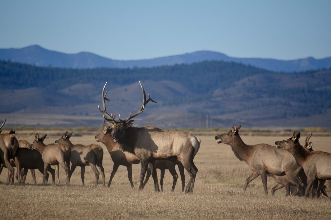 A bull elk with a herd on open grassland below forested hills