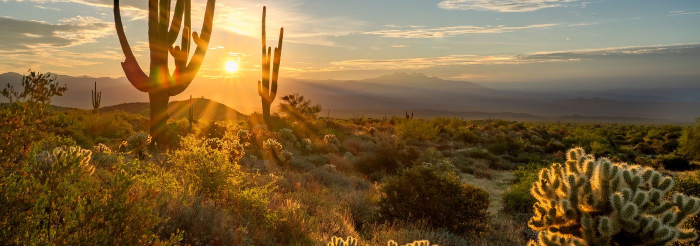 Saguaros silhouetted against a low sun with a cholla in front