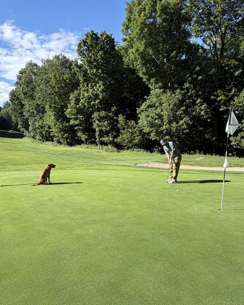 A mixed lab sitting on the green at the Sedgewood Club