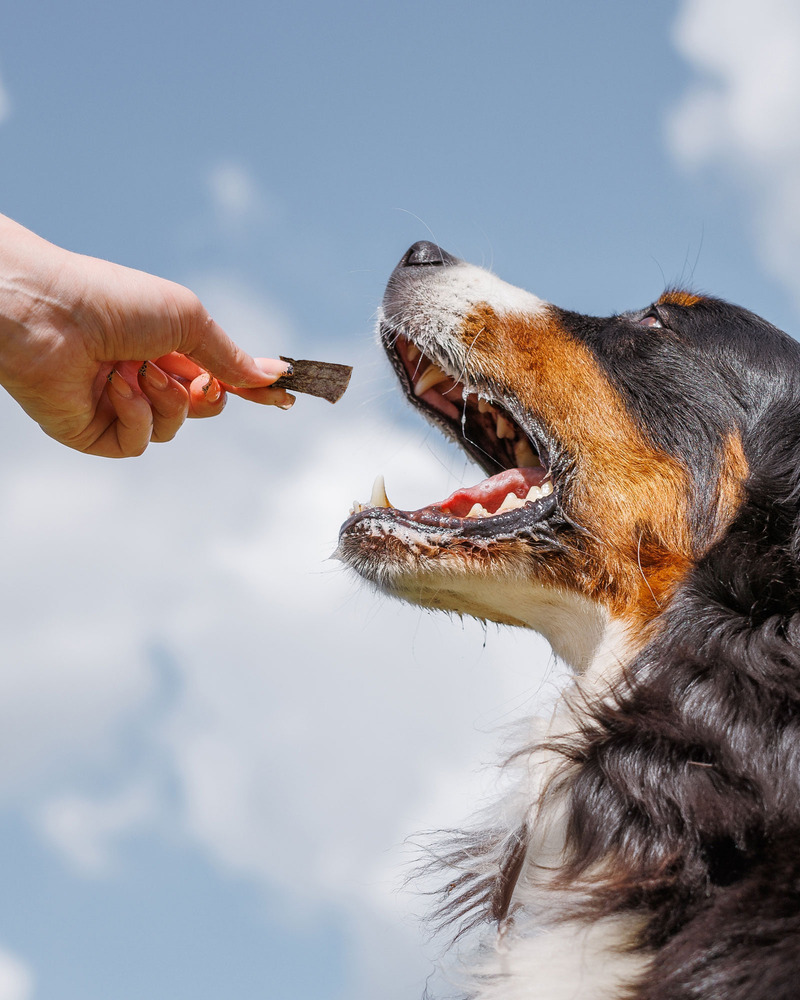 Ernie Els Pet Products Champion Training Treats