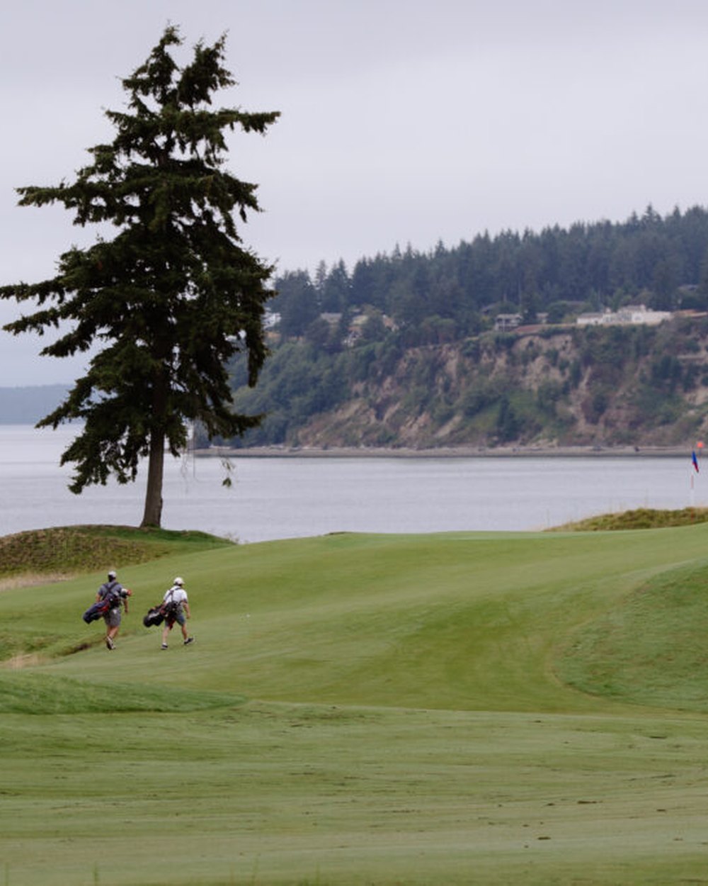 Golfers walking past a tall fir on the edge of Puget Sound at Chambers Bay