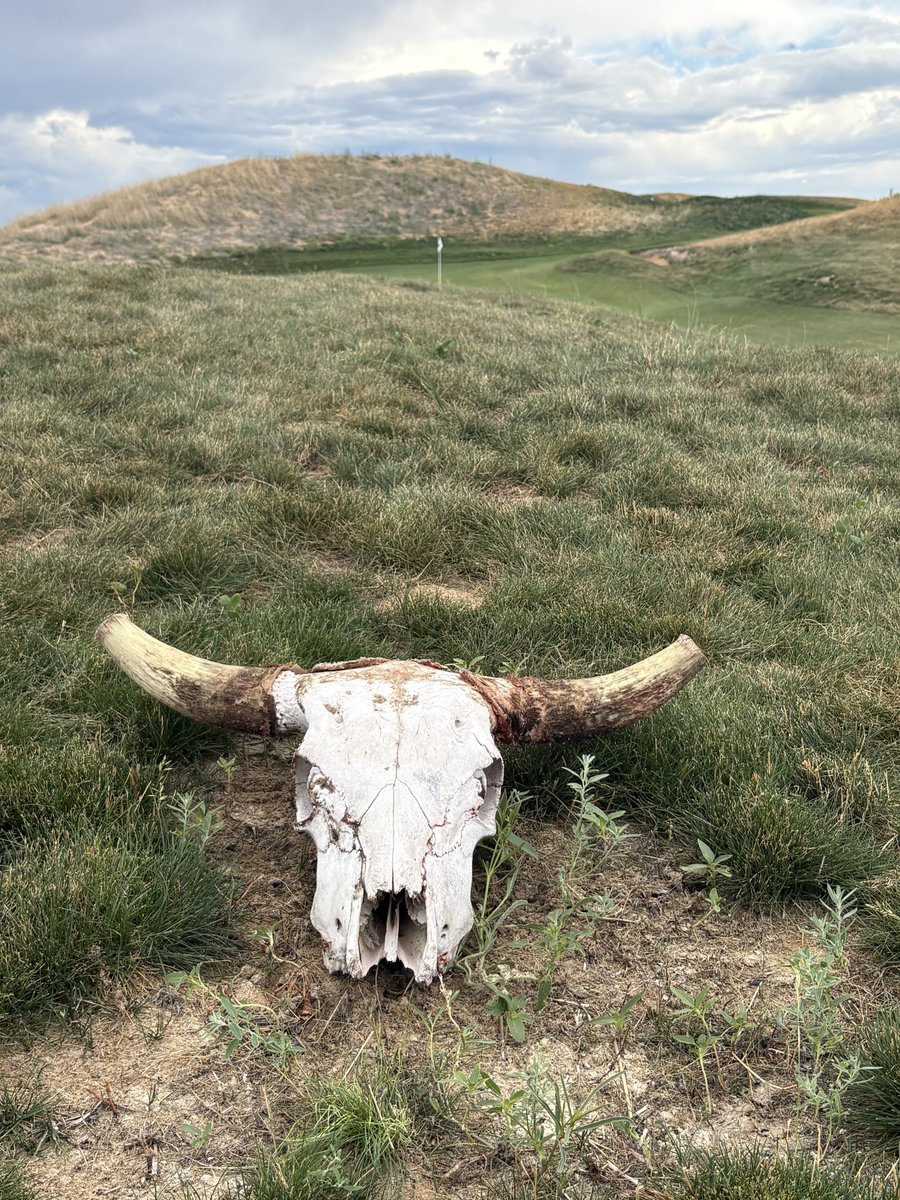Cattle skull on the course at Rodeo Dunes — The Great Divide with Random Golf Club