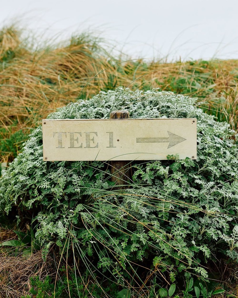 A weathered TEE 1 sign in coastal dune grass