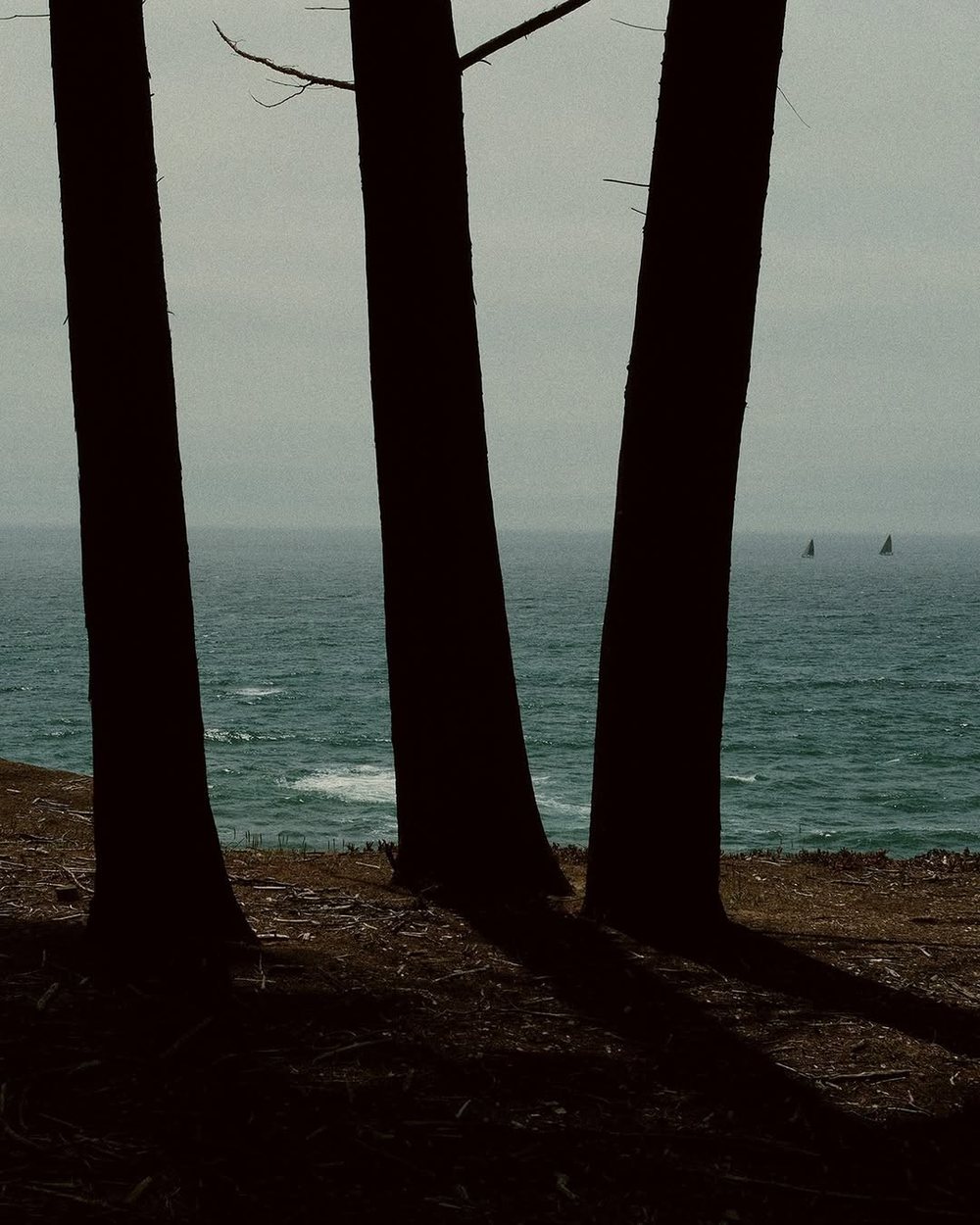 Cypress trunks over the Pacific