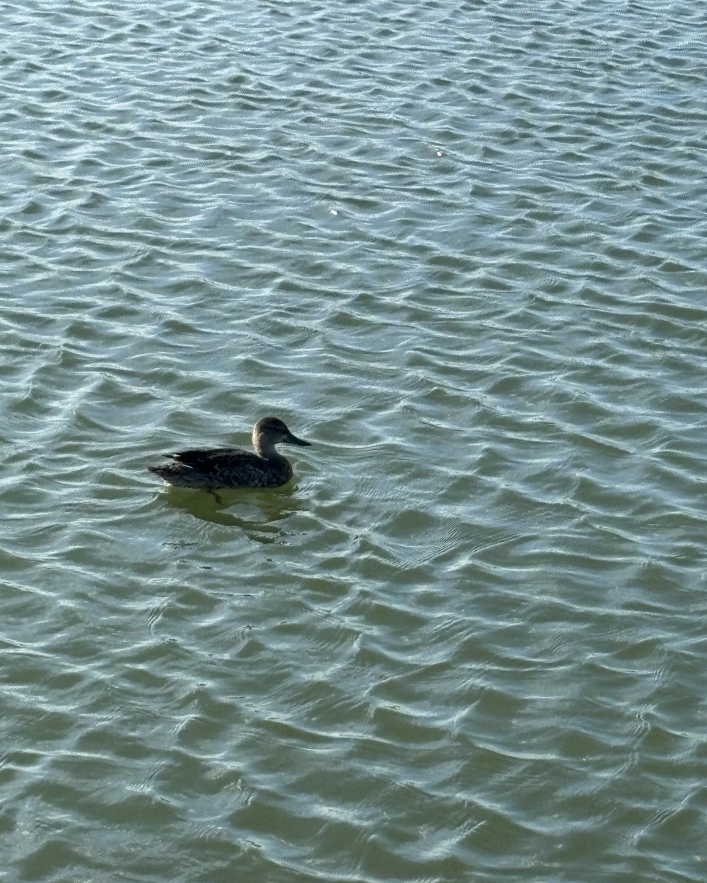 A duck swimming on rippled water at the Jimmy Clay and Roy Kizer golf complex