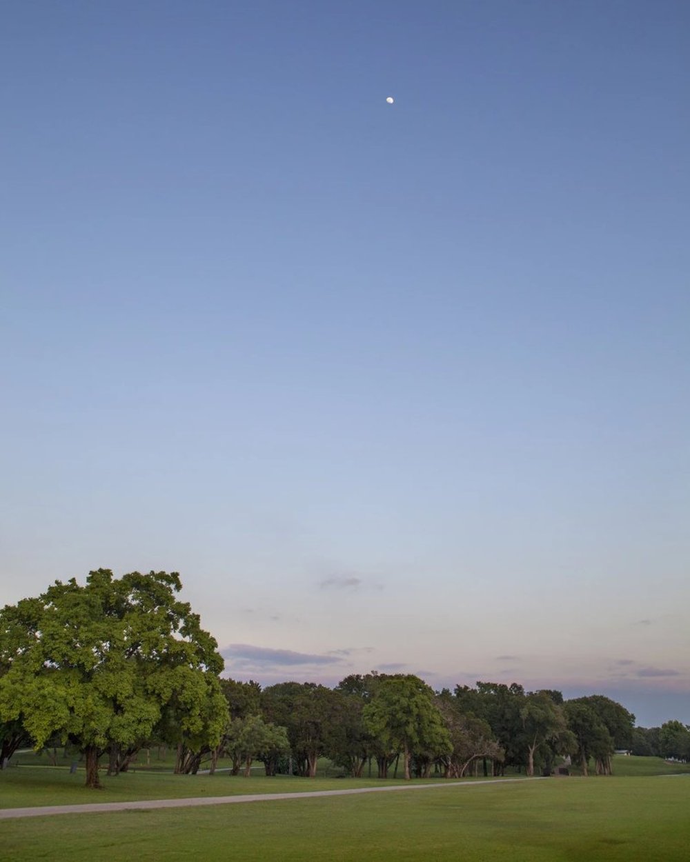 The sky turning blue and pink over oaks at Lions Municipal at dusk