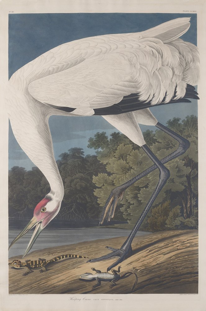 Audubon's Hooping Crane