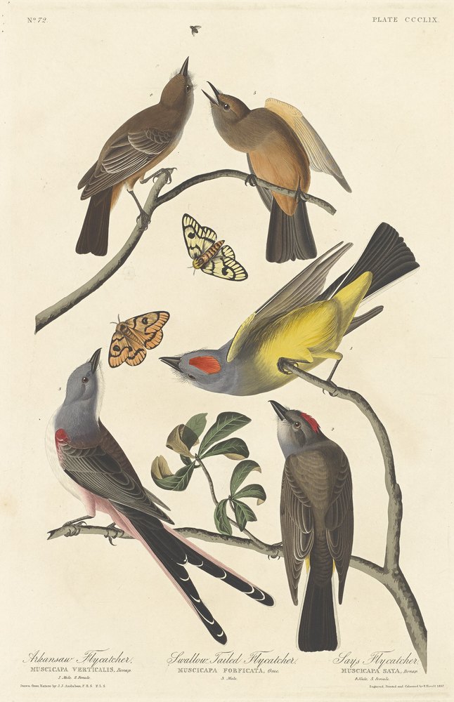 Audubon's flycatchers