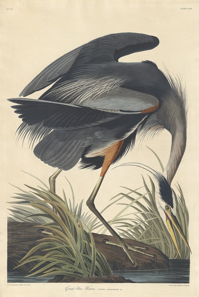 Audubon's Great Blue Heron