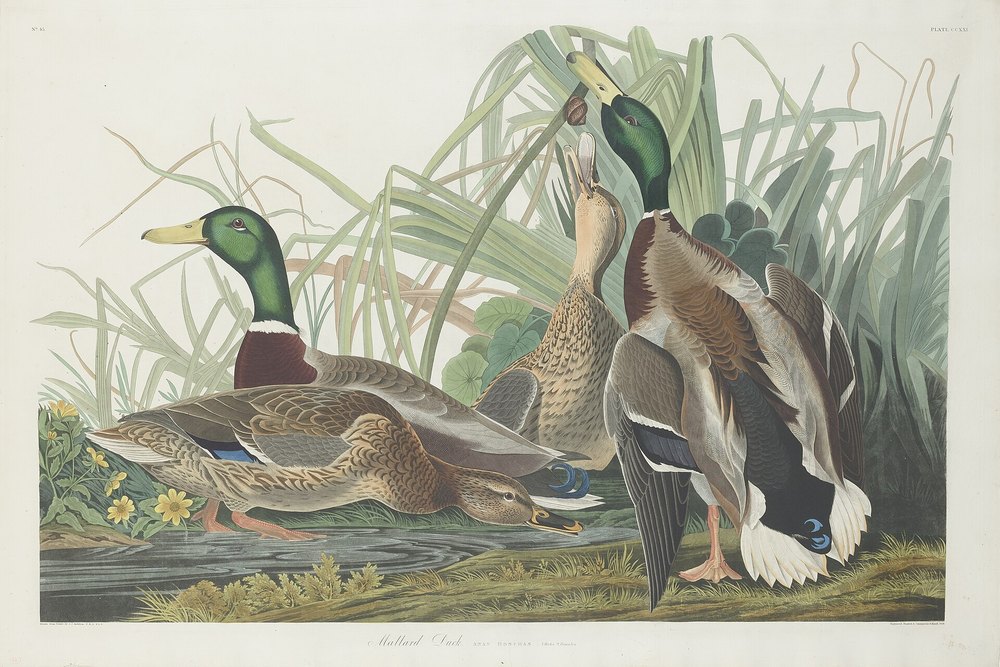 Audubon's Mallard Duck