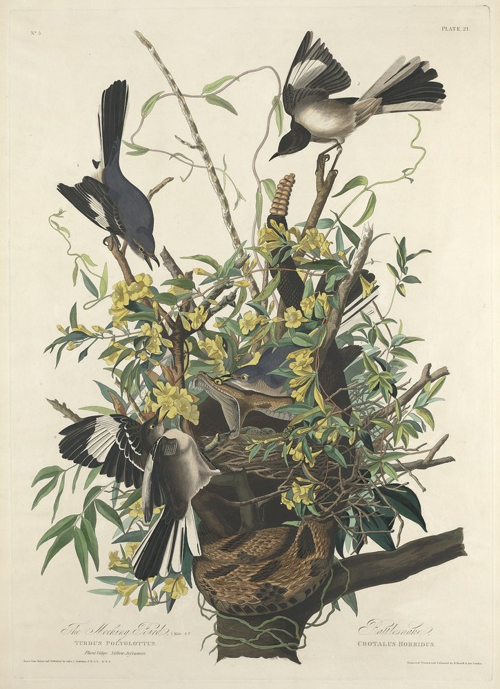 Audubon's Mocking Bird