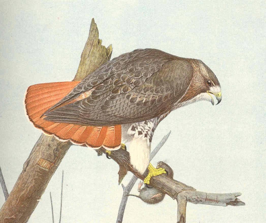 Red-tailed Hawk
